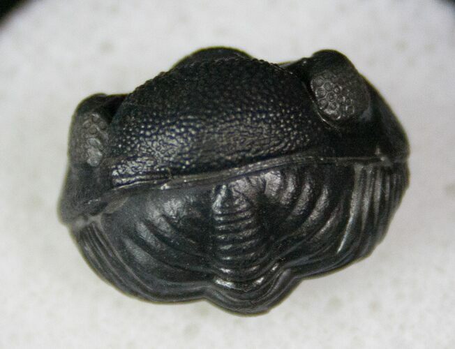 Perfectly Enrolled Eldredgeops Trilobite - NY #13193